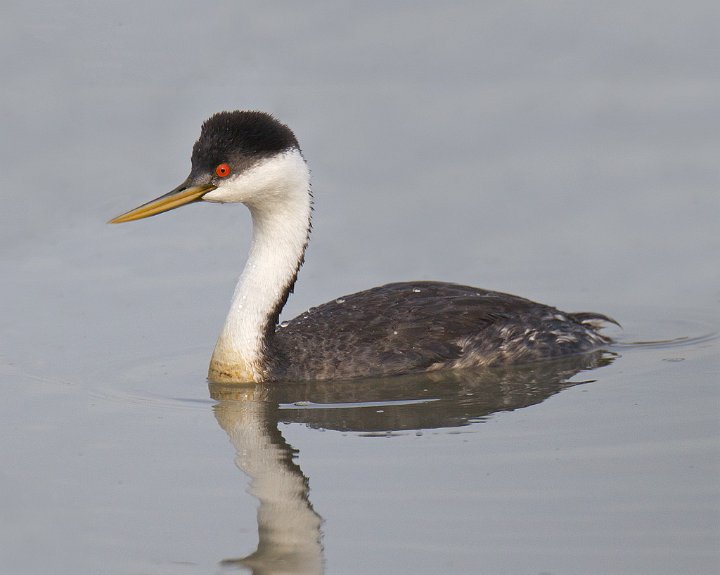 _2SB9523 western grebe a13x19.jpg